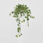 Veriegated Sage Ivy Hanging Bush x 10 - Pack of 6