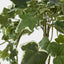Veriegated Sage Ivy Hanging Bush x 10 - Pack of 6
