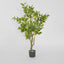 Lemon Tree 120cm
