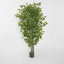 Ficus Tree 160cm