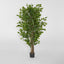 Ficus Tree 160cm