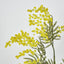Australian Wattle 85cm Yellow - Pack of 12
