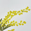 Australian Wattle 85cm Yellow - Pack of 12