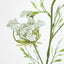 Queen Anne's Lace Spray White - Pack of 12
