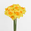 Daffodil Bouquet - Pack of 48