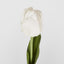 Liv Soft Touch Tulip White
45cm - Pack of 60