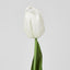 Liv Soft Touch Tulip White
45cm - Pack of 60