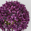 Allium Flower Lavender