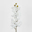 Phalaenopsis Orchid White