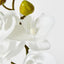 Phalaenopsis Orchid White