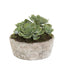 Succulent in Ceramic Pot Green