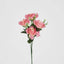 Rose Bush Asstd Box of 60