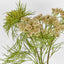 Queen Anne Lace Spray 79cm