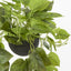 Potted Hanging Real Touch Scindapsus Bush 83cm