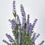 Lavender Bush Dark Purple