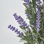 Lavender Bush Dark Purple