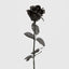 Long Stem Rose Black