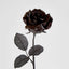 Long Stem Rose Black