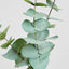Eucalyptus Spray Grey Green