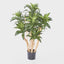 Dracaena Fragrans Tree W/251 Leaves Green