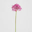 Allium Flower Stem 74cm Fuchsia