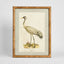 Heron Study B Wall Art 45x60cm