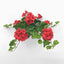 UV Trailing Geranium Bush Red (Set of 6)