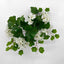 UV Trailing Geranium Bush White (Set of 6)