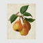 Botanical Pear Wall Art