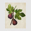 Botanical Fig Wall Art