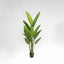 Bird of Paradise Real Touch 160cm