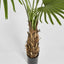 Fan Palm Tree 200cm Green