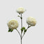 Ranunculus White 60cm (Set of 24)