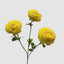 Ranunculus Yellow 60cm