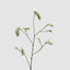 Rosemary White 92cm