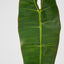 Philodendron Spiritus Sancti Leaf 81cm