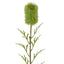 Banksia Single Stem 70cm Green (Set of 12)