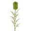 Banksia Single Stem 70cm Green (Set of 12)