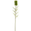 Banksia Single Stem 70cm Green (Set of 12)