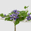 UV Trailing Clematis Bush Purple (Set of 6)