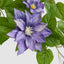 UV Trailing Clematis Bush Purple (Set of 6)