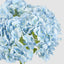 Mini Hydrangea Posy Blue