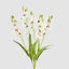 Cymbidium Spray With Leaves White