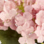 Hydrangea Bunch With 5 Heads Pink
