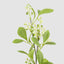 White Berry With Leaf Stem