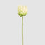 Protea Stem 60cm White