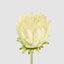 Protea Stem 60cm White