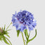 Double Head Cornflower Blue