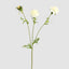 Double Head Cornflower White