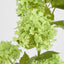 Snowball Spray Green